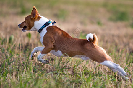 Basenjis狗在田间奔跑图片