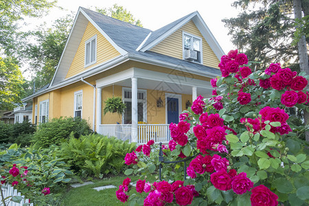 美丽的粉红玫瑰灌木在黄色房子前图片