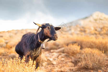 希腊地中海岛屿克里特山丘中的山羊日落前的热光和天气十分晴朗图片