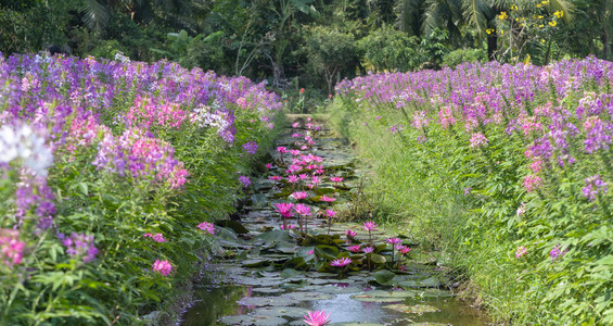 越南芽庄珍珠岛风景池塘下开着美丽的紫色花朵的睡莲设计图片