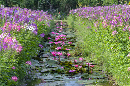 越南芽庄珍珠岛风景池塘下开着美丽的紫色花朵的睡莲设计图片