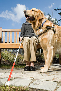 盲女和导盲犬图片