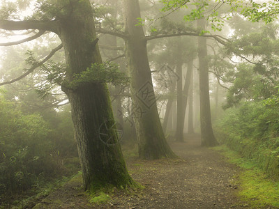 日本杉林的迷雾之路图片
