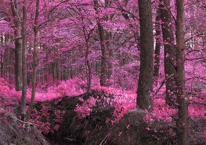 神奇木制粉色纯粉不寻常的神秘质年轻的树叶和相图片