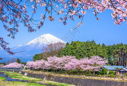 日本静冈富士山的春景图片