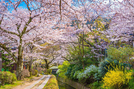 日本京都的春季小路图片