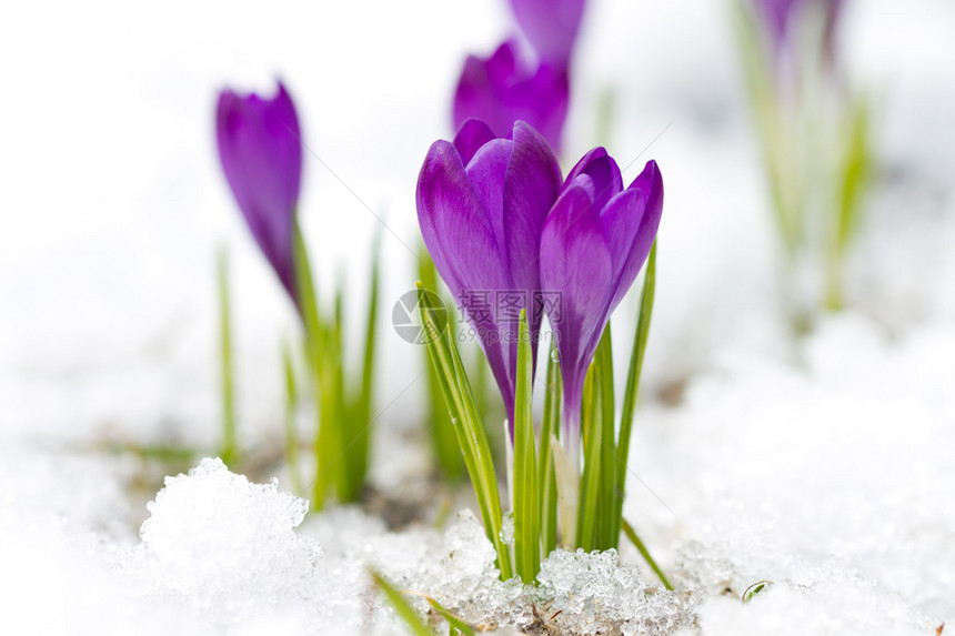 雪地上的紫罗兰色番红花图片