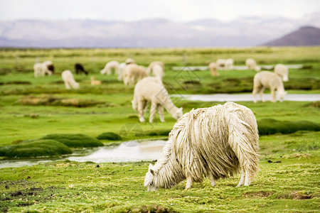 秘鲁羊驼图片