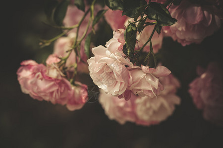 温柔的粉红玫瑰关闭有图片
