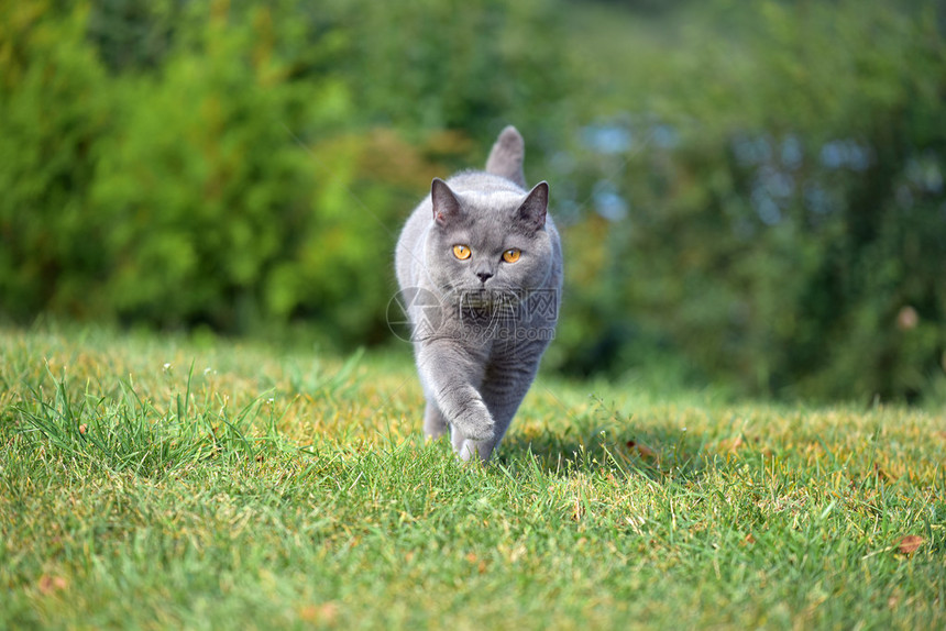 英国蓝猫图片