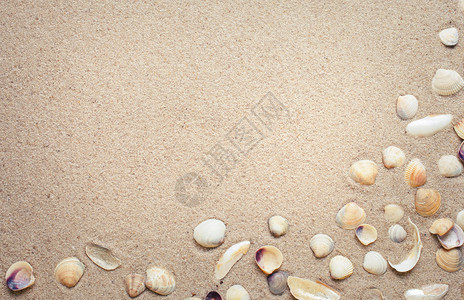 沙上海壳夏季海滩背图片