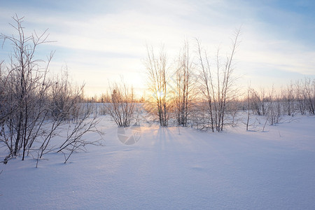 日落时的景观冬季森林图片