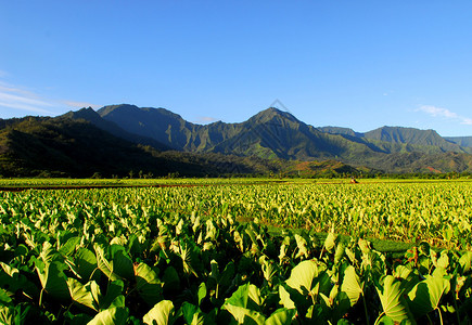 夏威夷Kauai夏威夷Hanalei山谷的图片