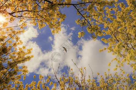 燕子在天空中飞翔白云在开花的图片