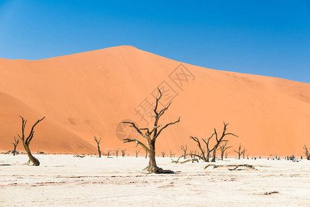 纳米比亚的主要旅游景点和旅游目的地Namib图片