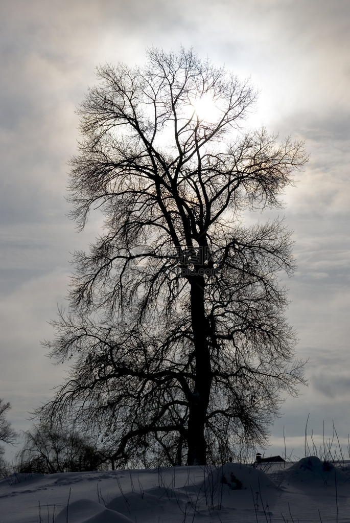 树在冬天反对云彩和太阳图片