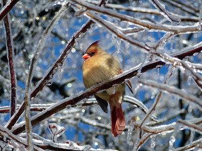 冬天的雌红衣主教鸟图片