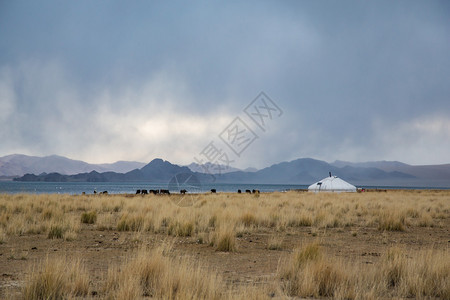 蒙古西部风景中的蒙古包和奶牛图片