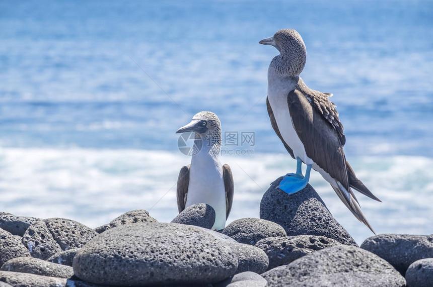 一对蓝脚鲣鸟在海边的熔岩石上图片