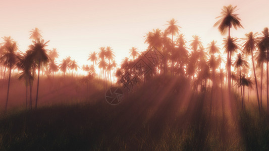 热带棕榈树林中日出薄图片