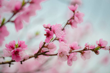 漂亮的粉色樱花花枝图片