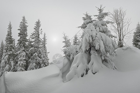雪下的树木冬季风景图片