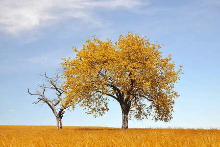 秋天的风景与树图片