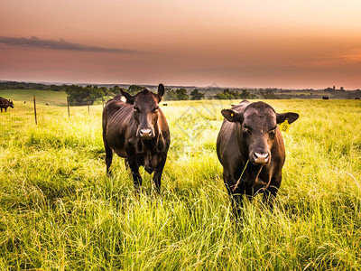 一头公牛和一头母牛站在牧场高的绿草上图片