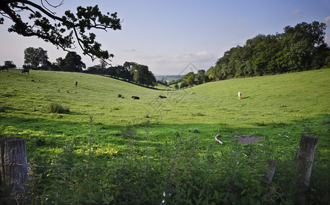 夏季英国乡村夏天的景象图片