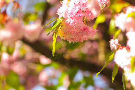 灿烂阳光下的樱花枝图片