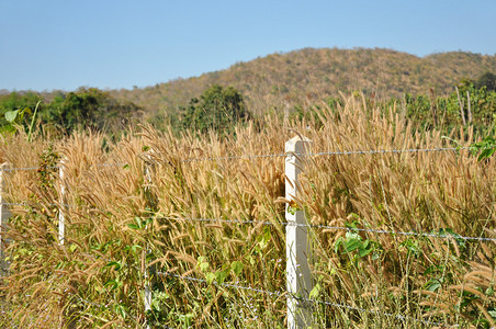 刺铁丝网围栏内的草和杂草图片