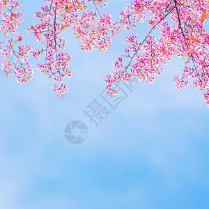 春天蓝天下盛开的樱花图片