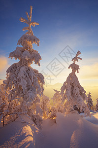 圣诞风景冬季森林和白雪覆盖的树木日落图片