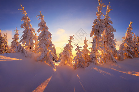 圣诞风景美丽的冬季森林和白雪覆盖的树木图片