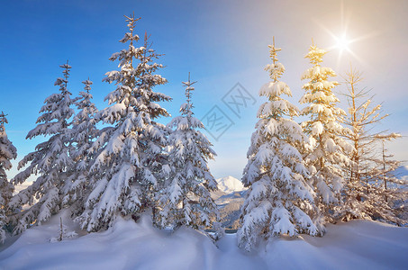 白雪覆盖的树木冬天在山林晴天图片