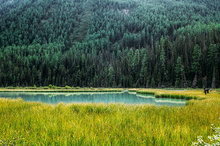 俄罗斯阿尔泰河谷有树木和湖泊覆盖图片