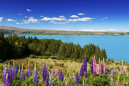 新西兰南岛春天的普卡基湖图片