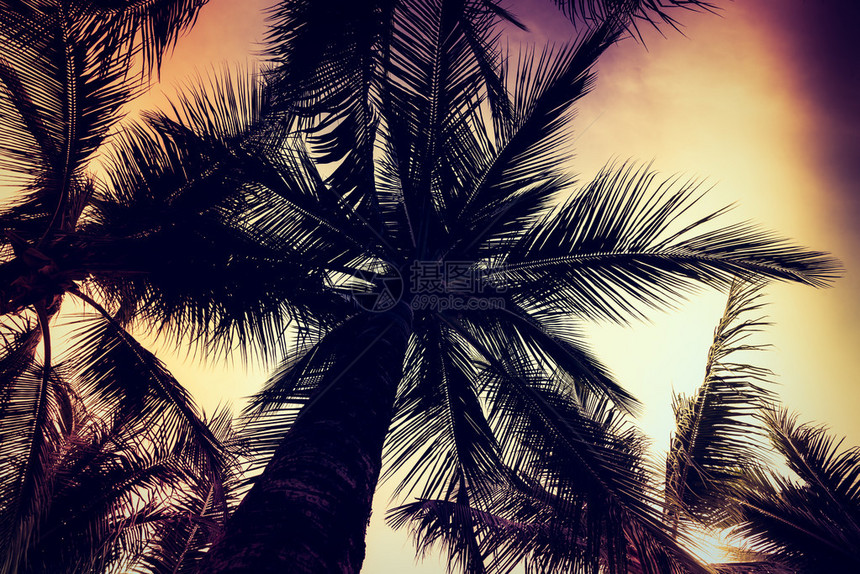 日落时棕榈树和青铜天空的轮光片传统过滤效应和轻泄漏过滤图片