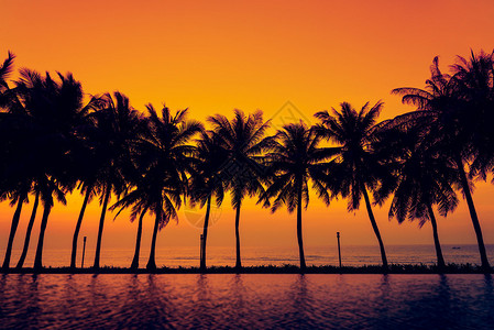 与剪影棕榈树的日落图片
