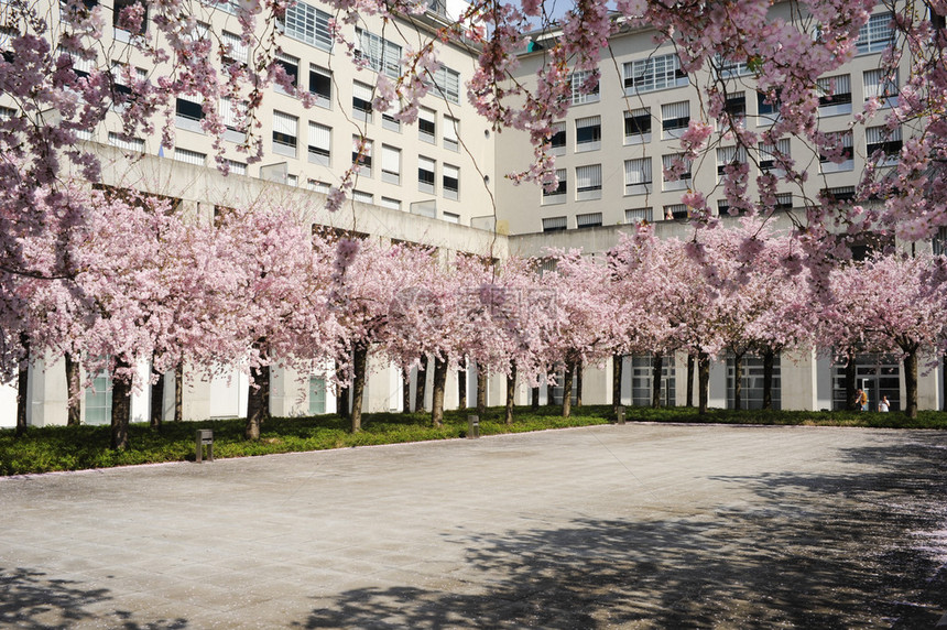 城市广场上盛开的桃树图片