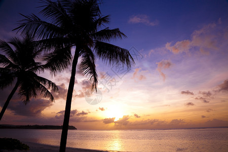 热带海滩和椰子棕榈图片