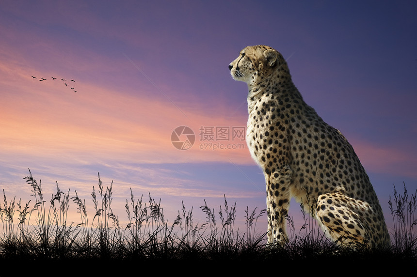 非洲狩猎概念形象的非洲猎豹观望着草原上美图片