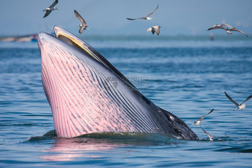Bryde的鲸鱼喂养泰国Pet图片