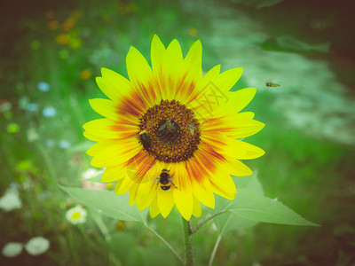 从向日葵花中采集花蜜的复古蜜蜂背景图片