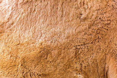 骆驼动物毛皮纹图片