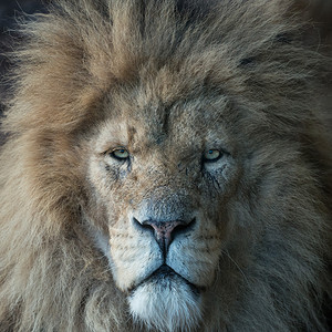 雄狮肖像图片