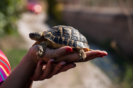 地中海乌龟在西班牙马洛卡的一个女孩的手里高清图片