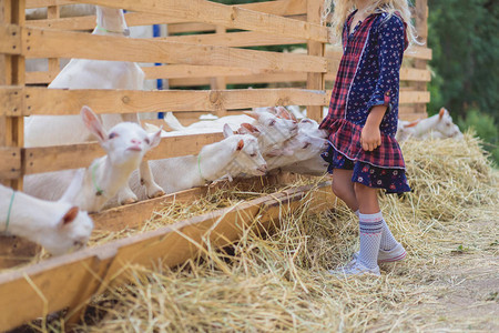 山羊在农场上被咬儿童着图片
