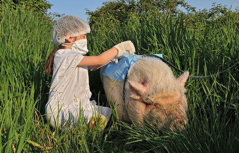 孩子和猪玩耍会感染猪流感图片
