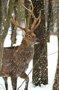 鹿在冬天的森林里图片